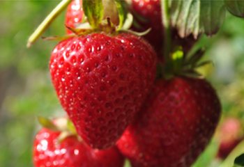 strawberryday 350x240thumb