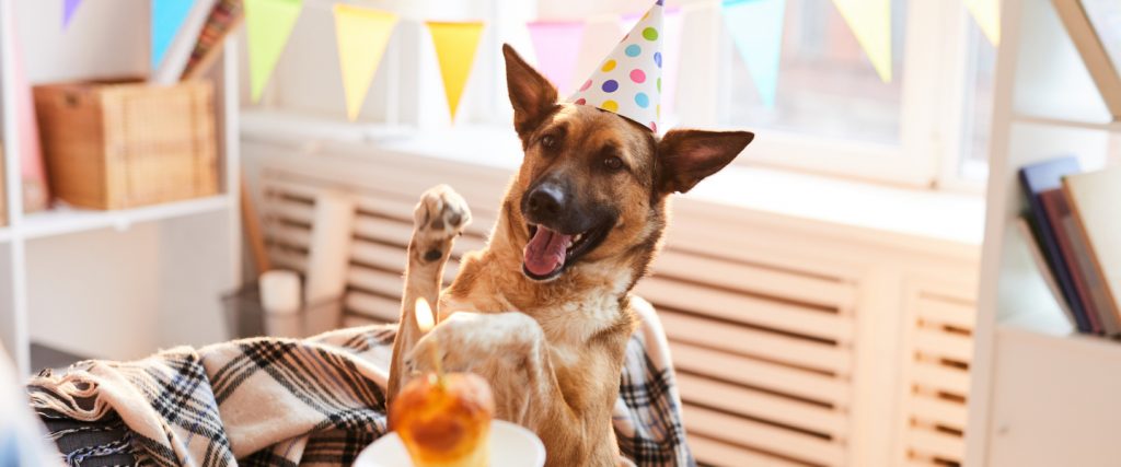 Dog Smiling Party Hat