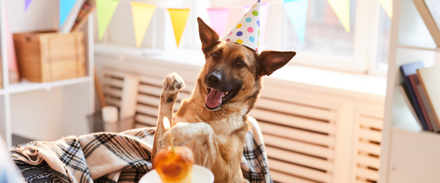 Dog Smiling Party Hat