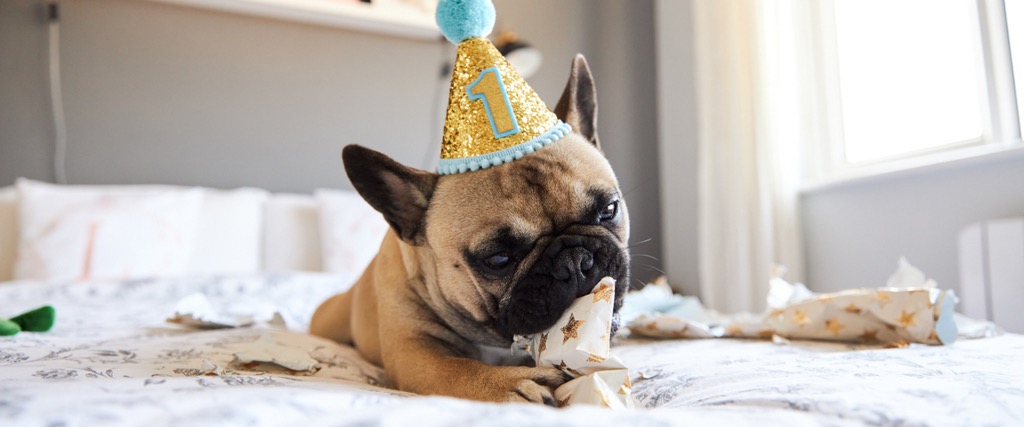 Pug Party Hat