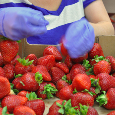 Inspecting Berries