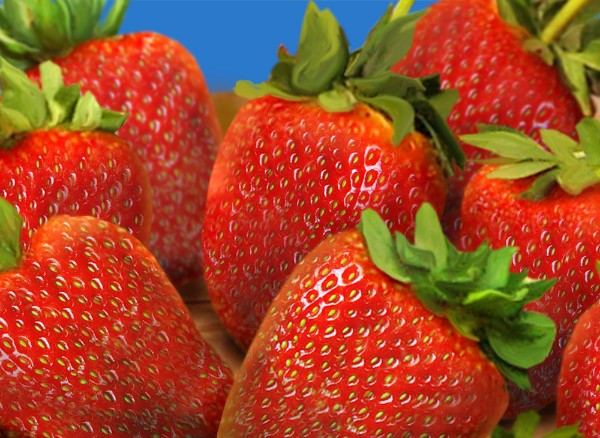 giant coastal strawberries