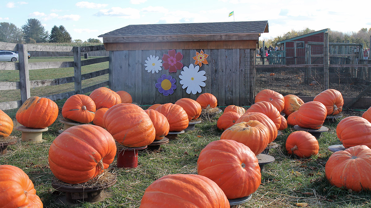 october birthday with a pumpkin patch